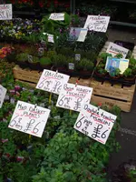 columbia road flower market (3).webp columbia road flower market (3).webp