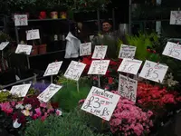 columbia road flower market (6).webp columbia road flower market (6).webp
