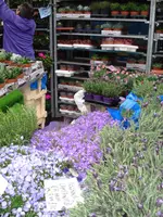 columbia road flower market (7).webp columbia road flower market (7).webp
