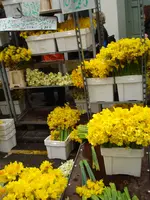 columbia road flower market (9).webp columbia road flower market (9).webp