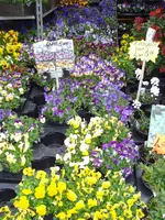 columbia road flower market (16).webp columbia road flower market (16).webp