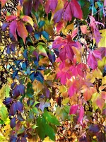 IMG_20211016_161649_1.webp
