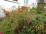 P1050424Zaubernuss mit Fuchsie.JPG