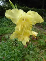 P1050434Gladiole.JPG