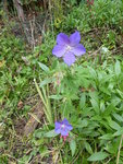 P1050435Storchschnabel.JPG