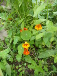 P1050442Kapuzinerkresse.JPG