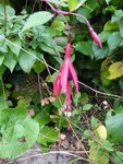 P1050445Fuchsie.JPG