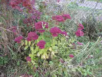 P1050481Fette Henne.JPG