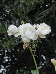 P1050438Schneewittchen.JPG