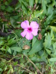 P1050440Phlox.JPG
