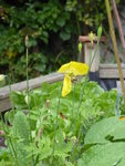 P1050446gelber Waldscheinmohn.JPG