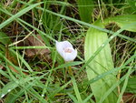 P1050448Herbstkrokus.JPG