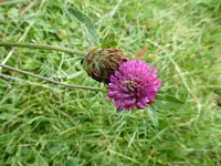 P1050453Rotklee.webp