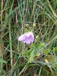 P1050467Malve.JPG