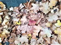 IMG_20211017_155257.webp