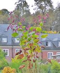 P1050409 - Kopie - Kopie.JPG