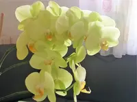 Orchidee.webp