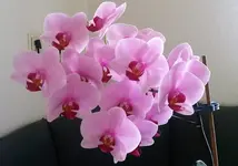 orchi..webp