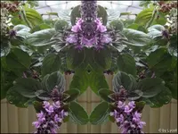 c036.webp