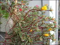 c038.webp