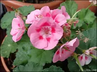 c039.webp