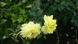 DSC_0096 (4).webp
