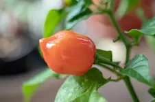211020_beet_chili.webp