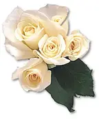 71.webp