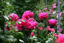 Pfingstrosen1218.webp