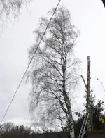 Birke Kronen-Neuformung_02.jpg Birke Kronen-Neuformung_02.jpg