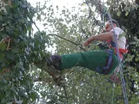 Treetrimming_3.jpg Treetrimming_3.jpg