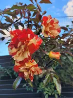 20211021_173953.webp