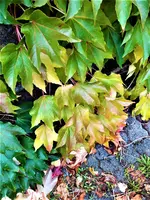 IMG_20211021_144118_1.webp