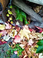 IMG_20211021_144124_3.webp