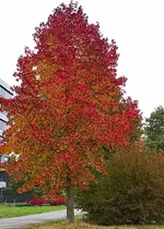 IMG_20211017_122505.webp