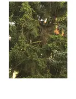 Rotfichte gekappt_03.jpeg