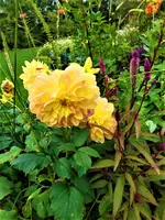 IMG_20210925_104453_1.webp