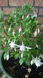 Fuchsie weiß.webp