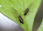 211020_tiere_an_sellerie.jpg