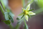 211023_bluete_yellow_canary.jpg