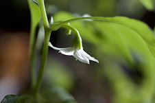 211023_cayenne_bluete.webp