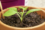 211023_mini_chili_umgetopft.jpg