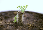 211023_rote_tomate_reingeholt.jpg