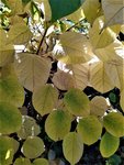 IMG_20211024_145625_2.jpg