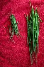 schnittlauch.webp