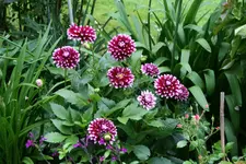 Terasse    1820.webp