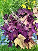 IMG_20210925_104851_1.webp
