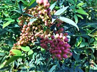 IMG_20201020_111736.webp
