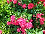 IMG_20200705_151902_2.jpg