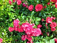 IMG_20200705_151902_2.jpg